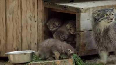 A Pallas cat mom and her six furball kittens