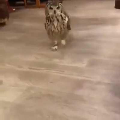 Have you ever seen an owl run?