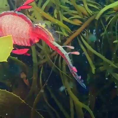 Weedy Sea Dragon (Phyllopteryx taeniolatus) spotted on the east coast of Tasmania.