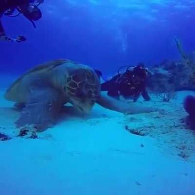 🔥 Sea turtles can grow to be massive, with the largest ever weighing 871 lb.