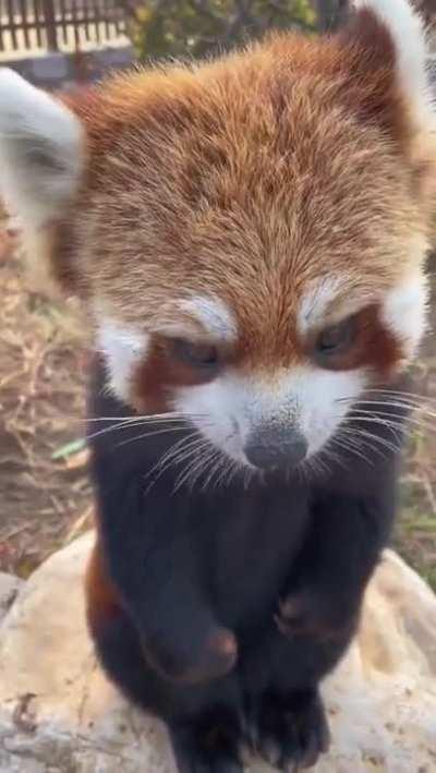 feeding a red panda.