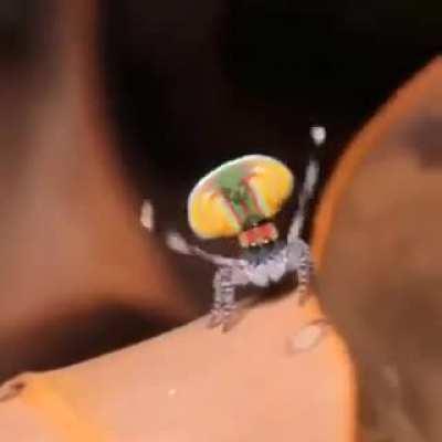 🔥 Peacock spiders (maratus volans) finding partners with their dances