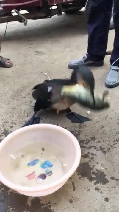 Bird gulps down fish.