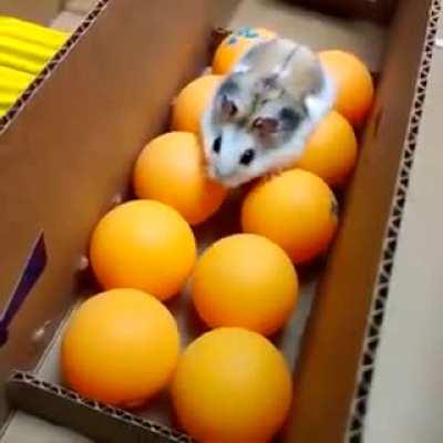 Hamster excels in obstacle course