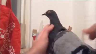 PIGEON