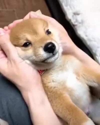 A Shiba Inu pup