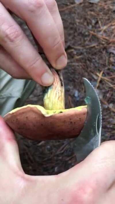 This Mushroom changes its color to blue when exposed to oxygen.