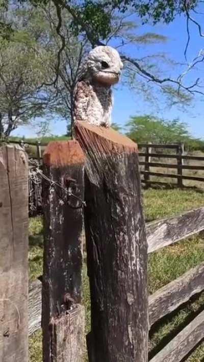 The South American ghost bird