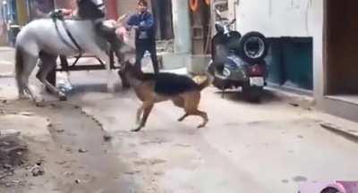 Pitbull attacking horse