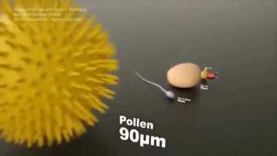 Microorganisms size in comparison