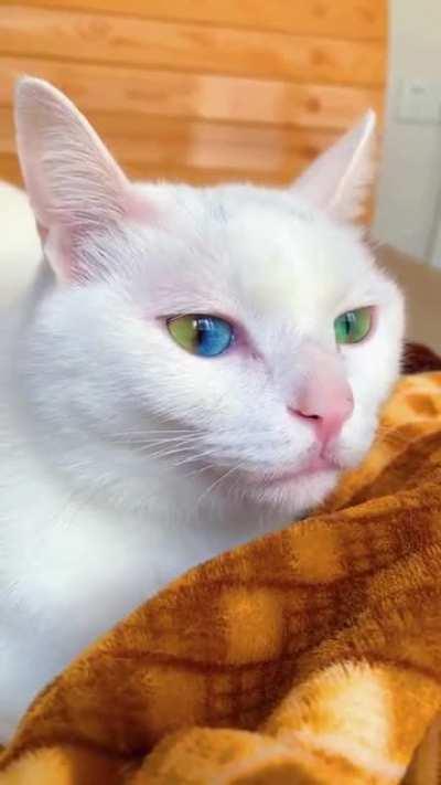 this cat has a rainbow eyes