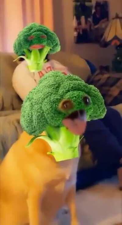 broccoli boi