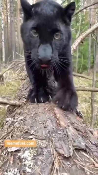 A majestic Black Panther upclose