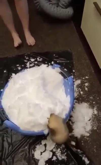 A ferret playing in its first bucket of ice