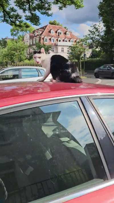 Yelling cat on a car