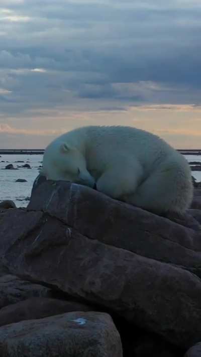 The polar bear looks like a sleeping princess 😍
