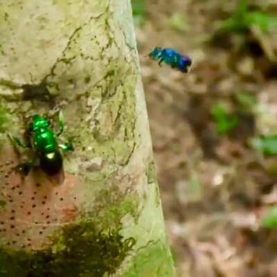 Orchid bees