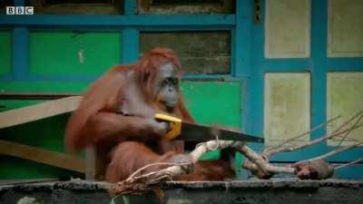 🔥Orangutan learns how to saw a tree