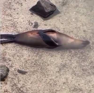 🔥 This seal has reached peak level of chill 🔥