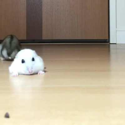 Hamster Race