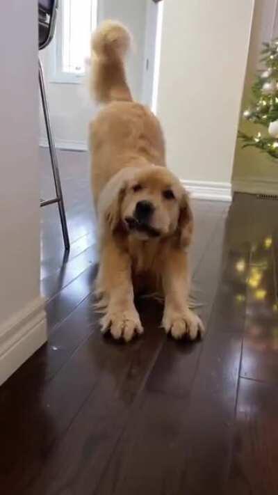 Dog Makes The Cutest Noise When He Stretches