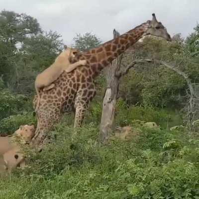 This giraffe is being attacked by lions, but it continues walking like nothing is happening