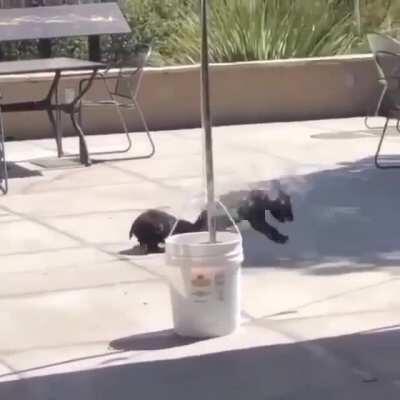 Two itty bitty bear cubs going at it