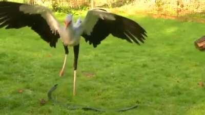 Secretary Bird stomping on a snake