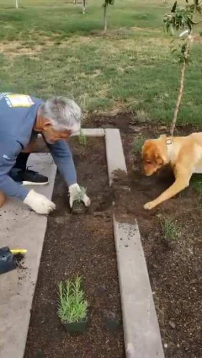 Definitely the best helper gardener ever ... !!