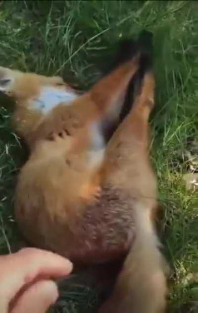 Fox getting surprised wake up.