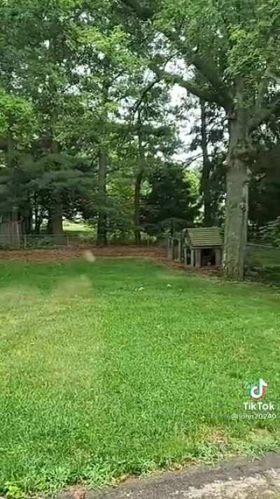 Baby deer zoomies