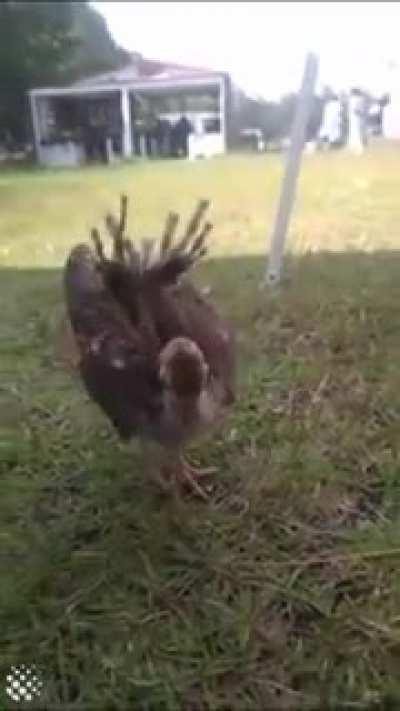 What to see a baby peacock 🦚