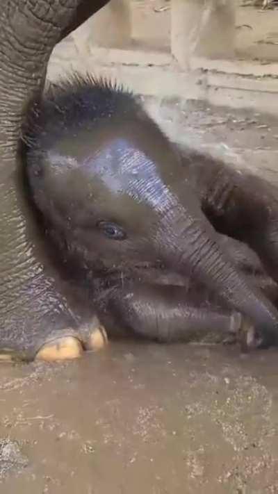 The little elephant loves water procedures.