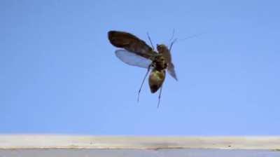 Video of Insects taking off, captured at 3200fps
