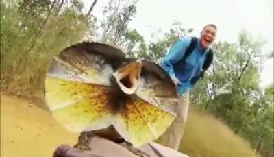 🔥 Frilled Lizard On The Attack