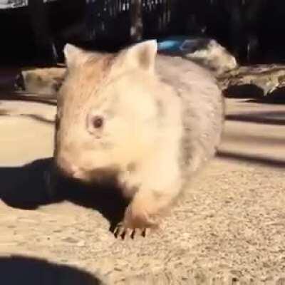 I hope this Bashful, young and cute Wombat brightens your day.