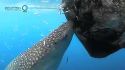 🔥 Whale Shark Sucks Fish Out Of Hole In Fishing Net