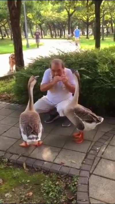 These geese seem to like the music