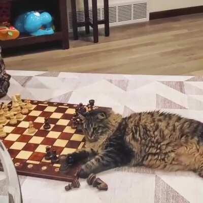 My cat watched Queen's Gambit ONE TIME and now is a chess master..