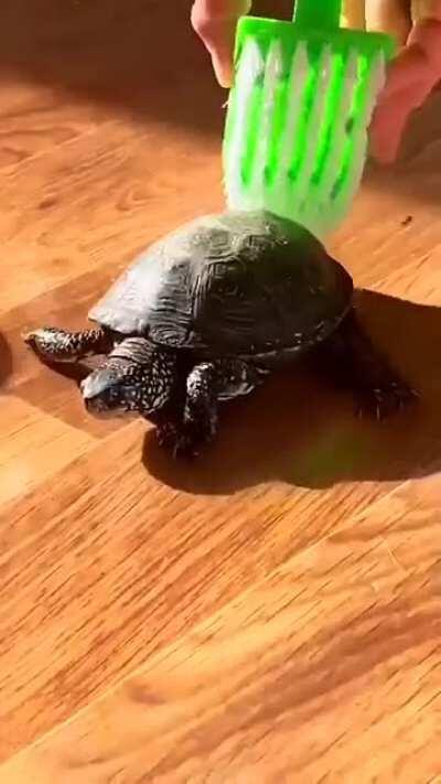 Turtle dance