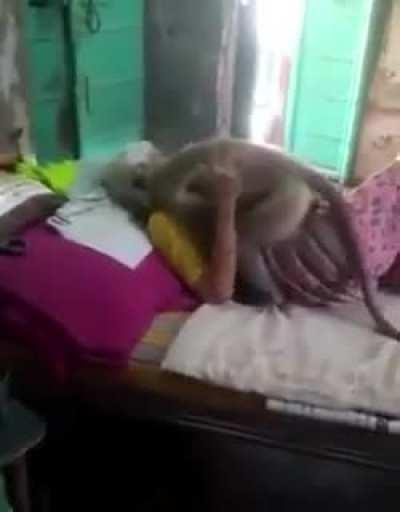 This granny in India used to feed this monkey regularly , due to old age she became ill and bed-ridden, guess who came for a suprise visit.