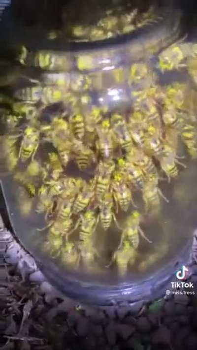 Putting a jar on a yellow jacket nest