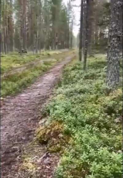 Rabbit knew dog was chasing its scent so it doubled back, hid and escaped