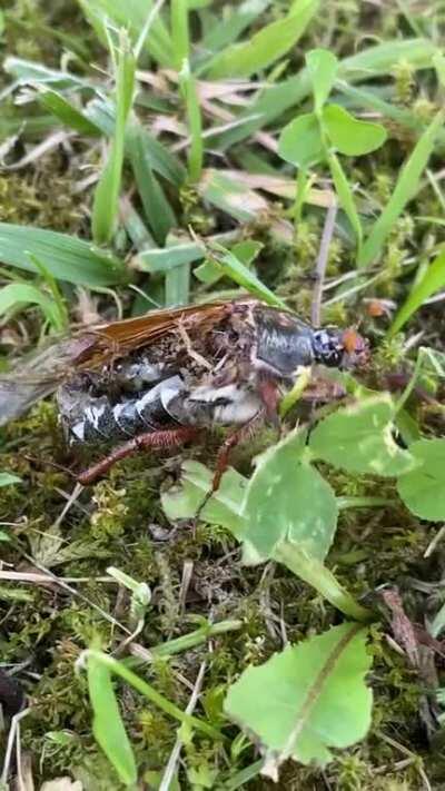 I found a zombie Cockchafer in my backyard.