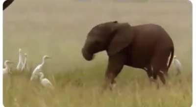 Baby elephants learn to control their trunk only after a year