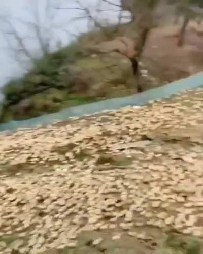 🔥 Release the Quacken. Absolutely massive duckling swarm in Asia.