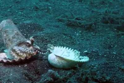 A diver helps an octopus trade his plastic cup for a seashell