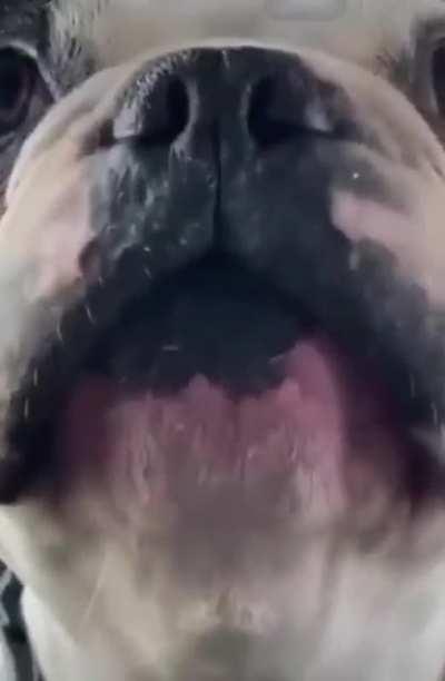 Melodramatic doggo