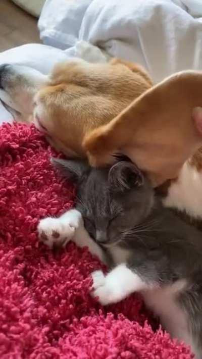 Using the dogs ear for a blanket
