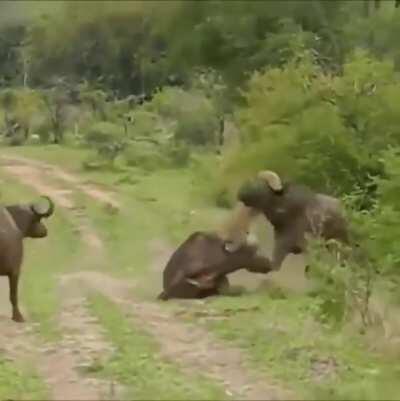 Lioness messes with Buffalo, gets the horns.